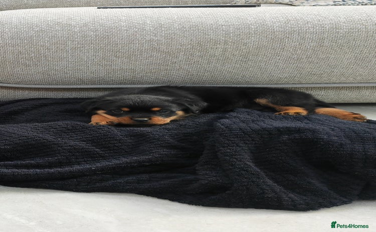 Rottweiler dogs - Advert 16