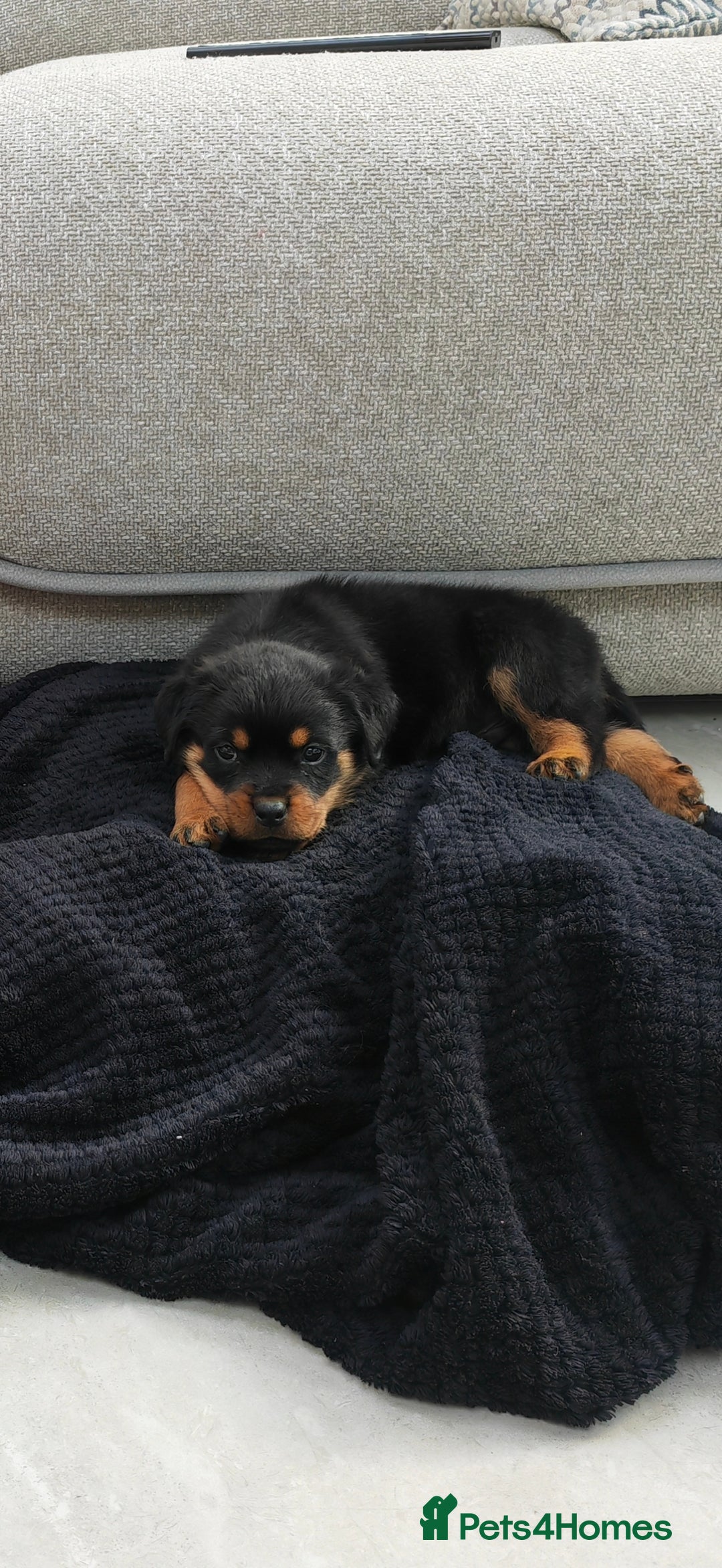 Rottweiler dogs for sale: Gorgeous male Rottweiler puppy Reggie  - Image 1