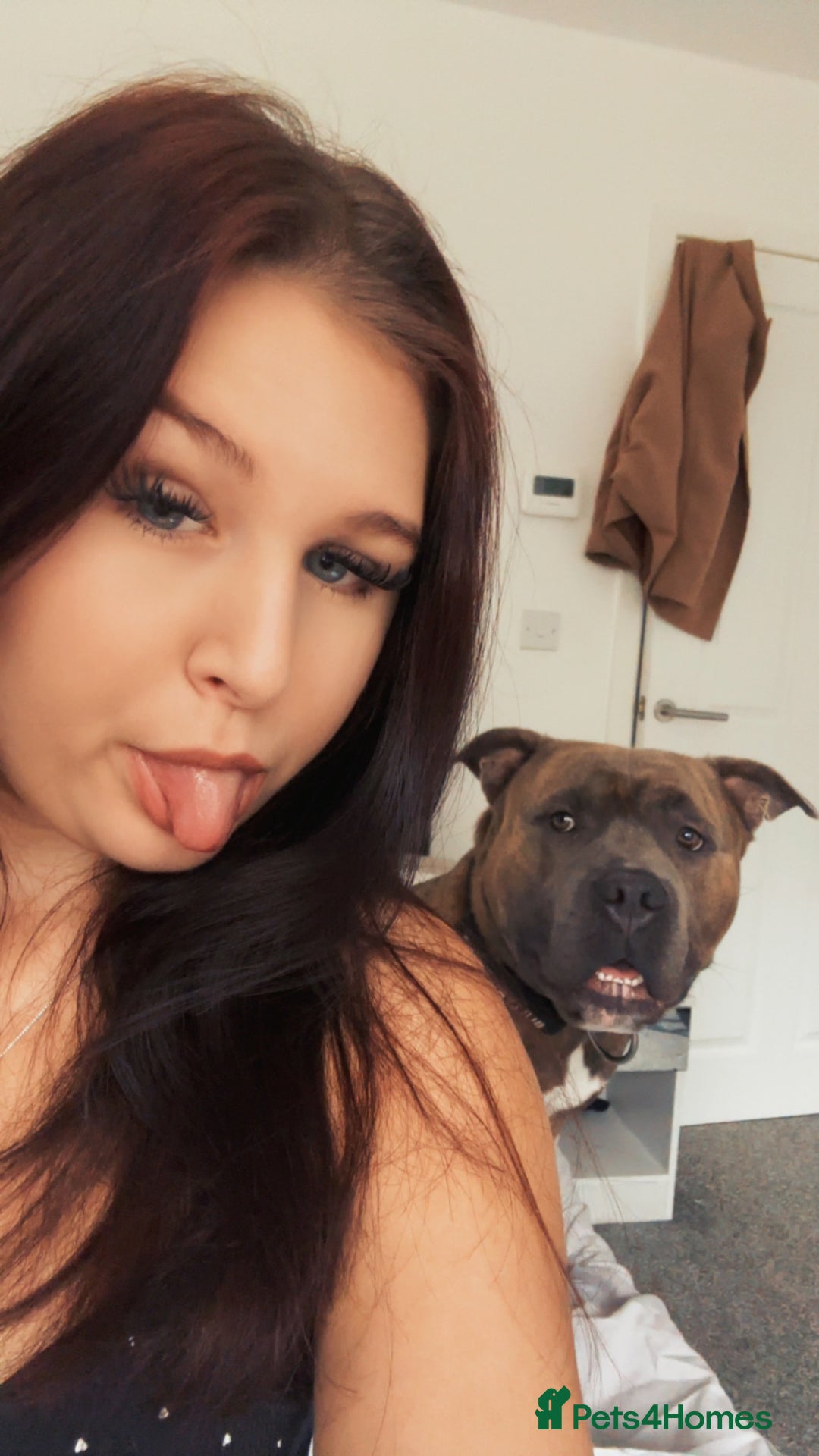 Mixed Breed dogs for sale: Hiya my name is tank - Advert 3