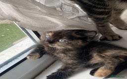Mixed Breed cats for sale: 6 beautiful kittens  - Image 5