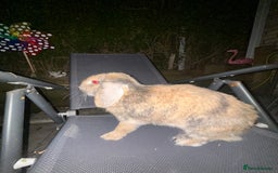 Mini Lop rabbits for sale: Mini lop male BROTHERS - Image 2