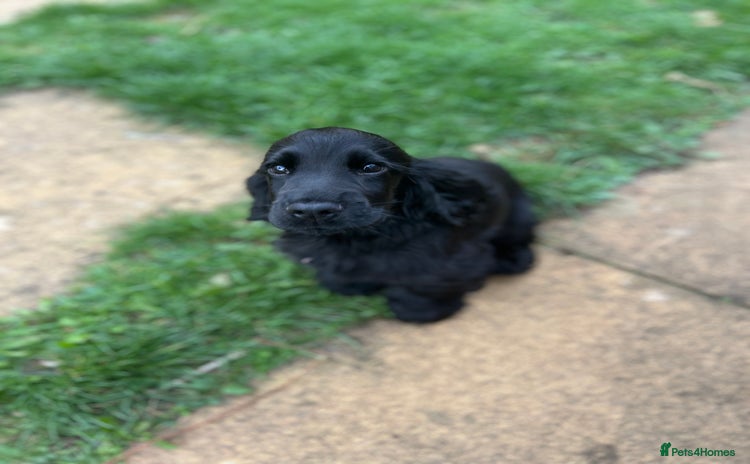 Cocker Spaniel dogs - Advert 8