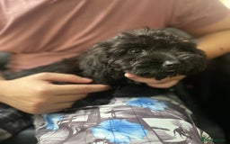 Maltipoo dogs for sale: Beautiful Maltipoo Girl  - Image 2
