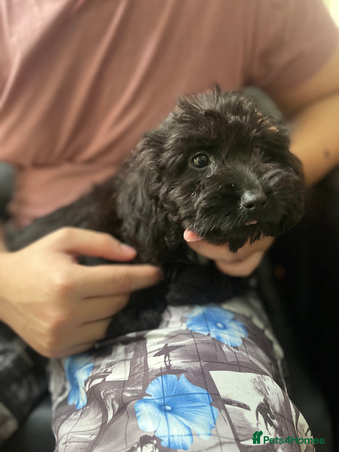 Maltipoo dogs for sale: Beautiful Maltipoo Girl  - Image 2