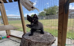 Maine Coon cats for sale: Ready Now! Conancoon GCCF Registered Maine Coon - Image 29