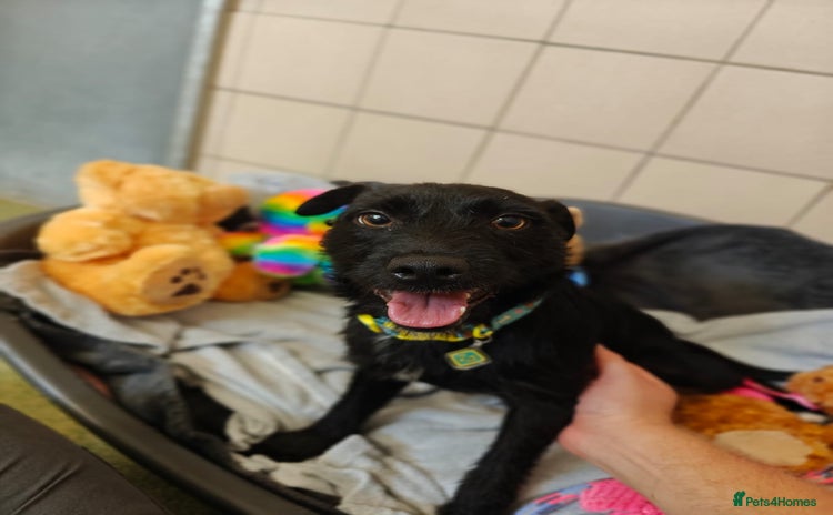 Patterdale Terrier dogs - Advert 1