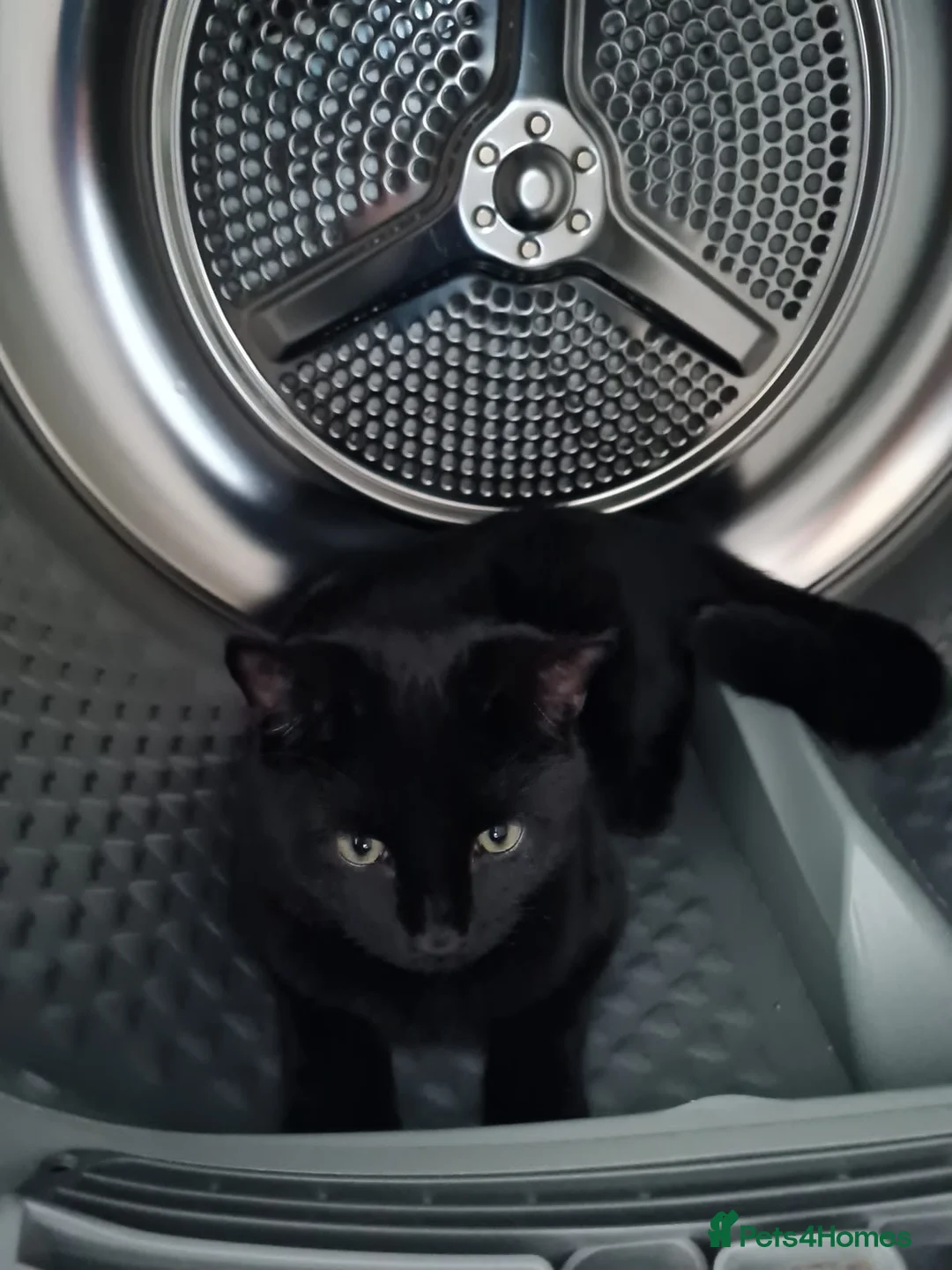 Mixed Breed cats for sale: Kittens looking for there forever home  - Advert 2