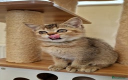 British Shorthair cats for sale:  Super friendly /lap Bsh kittens 2left😍 - Image 9
