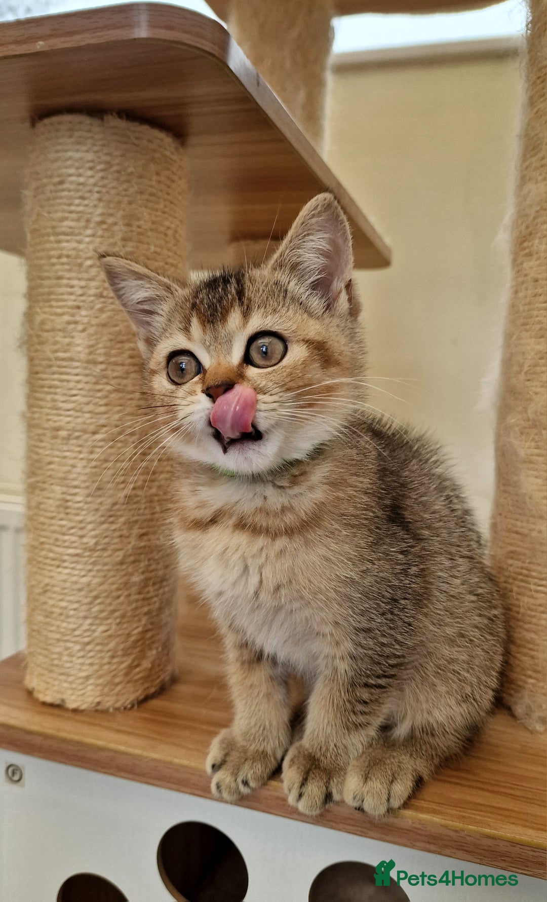 British Shorthair cats for sale:  Super friendly /lap Bsh kittens 2left😍 - Image 9