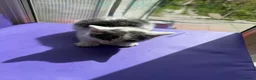 British Shorthair cats for sale: Grey & white British Shorthair mix male kitten - Advert 6