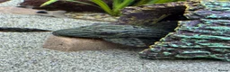 Plecos fish for sale: Juwel Rio 240L full tank set up with rare plecos - Advert 8