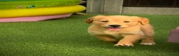 Golden Retriever dogs for sale: Kc registered golden retriever puppies !!! - Advert 14