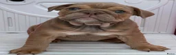 English Bulldog dogs for sale: Quality KC Registered Bulldog Puppies - Advert 23