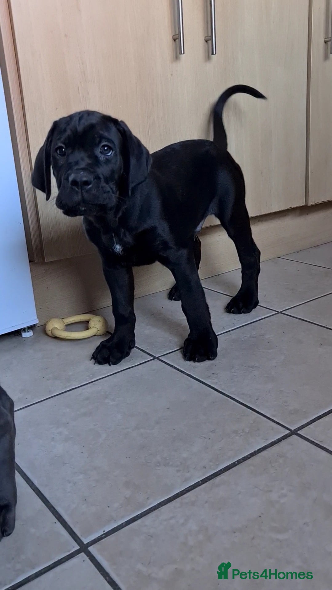 Cane Corso dogs for sale: READY TO LEAVE! BIG, CHUNKY Cane Corso puppies! - Advert 17