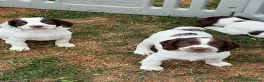 English Springer Spaniel 6