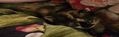 Mixed Breed 3
