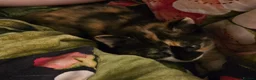 Mixed Breed cats for sale: Gorgeous kittens - Advert 11