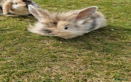 Mini Lion Lop rabbits for sale: Lion lops  - Image 9