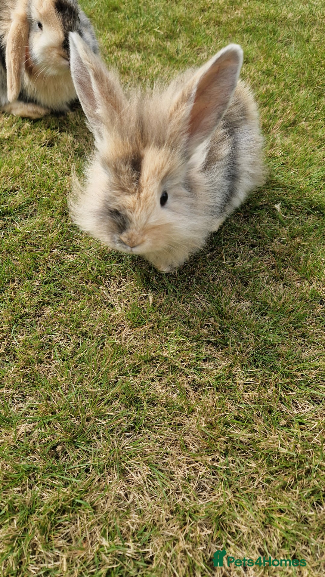 Mini Lion Lop rabbits for sale: Lion lops  - Image 9
