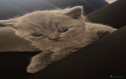 British Shorthair cats for sale: British short hair kittens  - Image 3