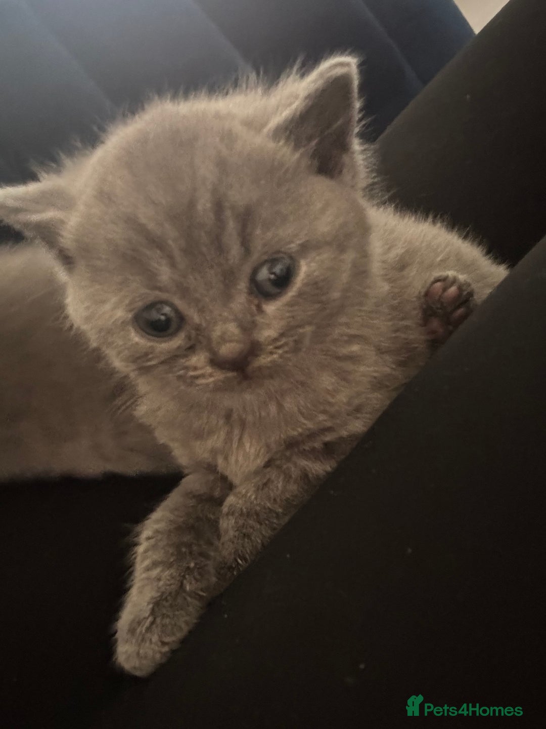 British Shorthair cats for sale: British short hair kittens  - Image 3