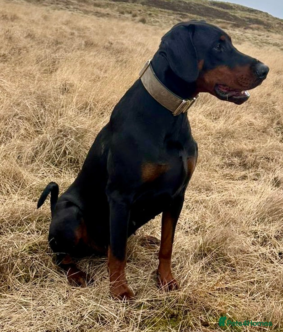 Dobermann dogs for stud: KC Health & Heart tested Colour Carrying stud in Burnley - Advert 6