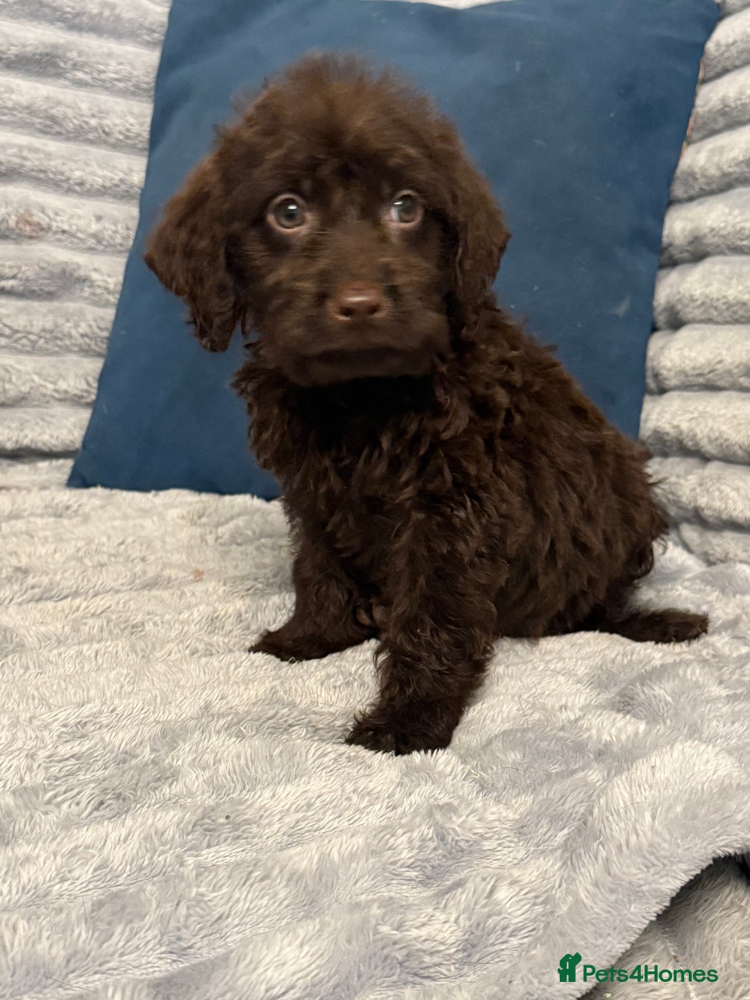 Labradoodle dogs for sale: F1 labradoodle pups  - Advert 7