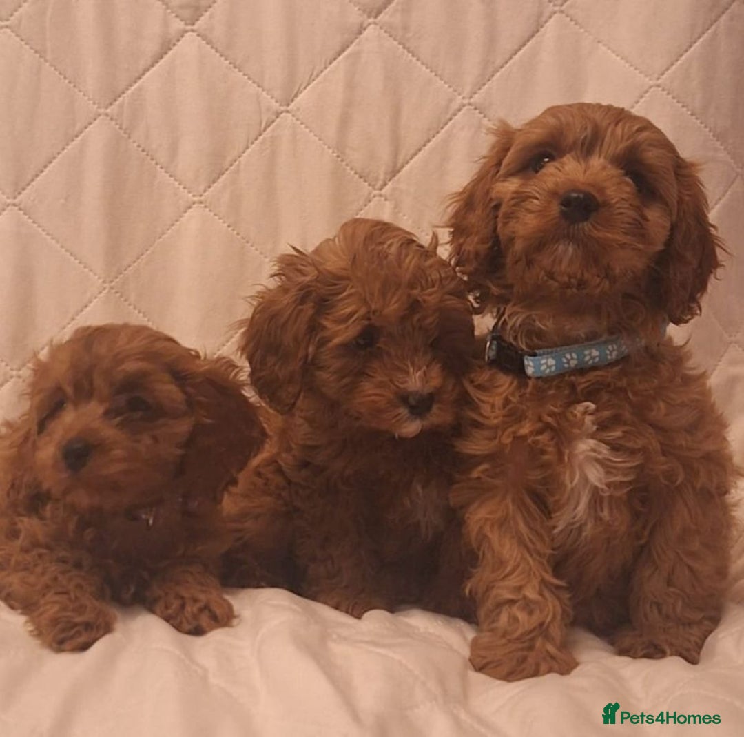 Cavapoo dogs for sale: Beautiful F1 Cavapoos - Advert 6