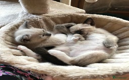 Tonkinese cats for sale: Exquisite Tonkdolls - Image 13