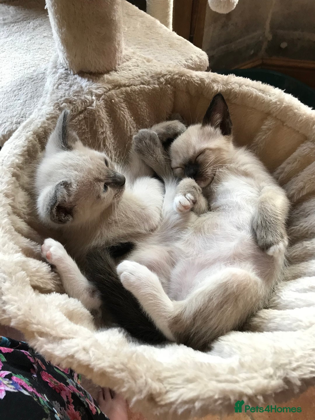 Tonkinese cats for sale: Exquisite Tonkdolls - Image 13