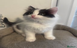Ragdoll cats for sale: Beautiful Ragdoll Kittens  - Image 13