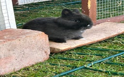 Netherland Dwarf rabbits for sale: 2 Beautiful Netherland dwarf pairs £1OO - Image 4