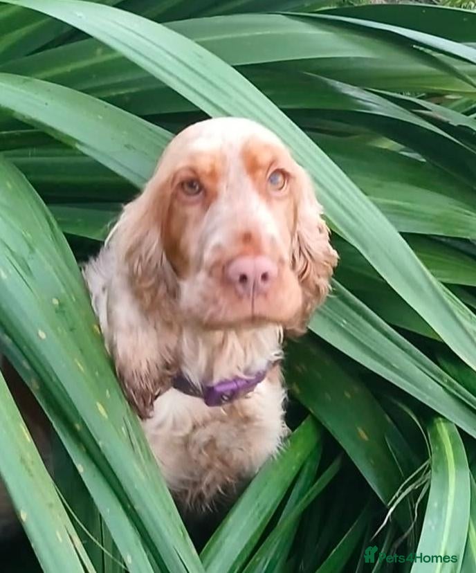 Cocker Spaniel dogs 3 Year Old Cocker Spaniel - Advert 3