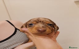 Dachshund dogs for sale: Mini Chocolate dapple sausage/daschunds puppies - Image 12