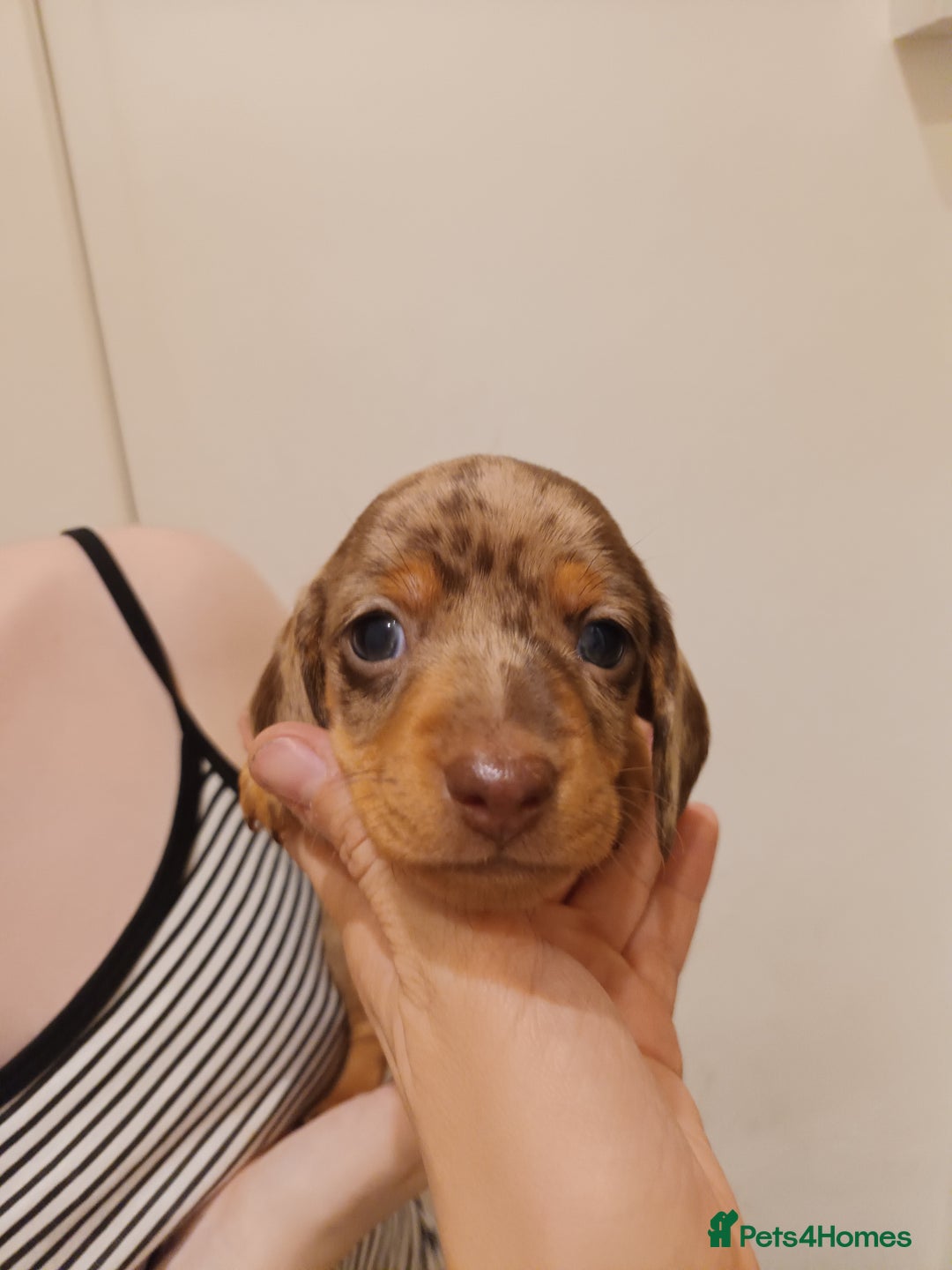 Dachshund dogs for sale: Mini Chocolate dapple sausage/daschunds puppies - Image 12