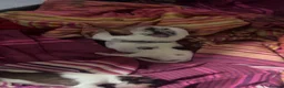 Jackapoo dogs for sale: 4 beautiful jackrusell x poodle pups - Advert 6
