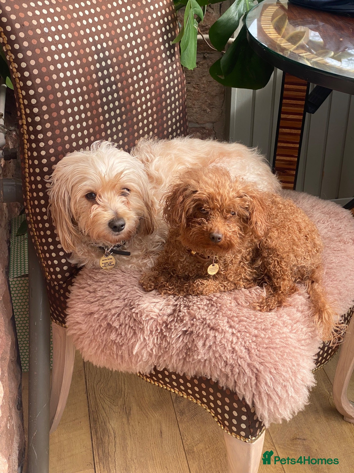 Cavapoochon dogs for sale: Gorgeous Health Tested Toy Poodle and Cavapoochon - Advert 6
