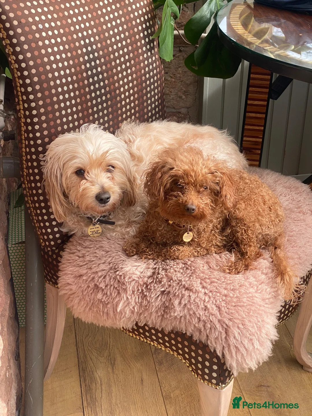 Cavapoochon dogs for sale: Gorgeous Health Tested Toy Poodle and Cavapoochon - Advert 1