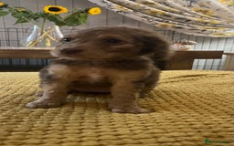 Cockapoo dogs for sale: Cockapoo puppies  - Image 10