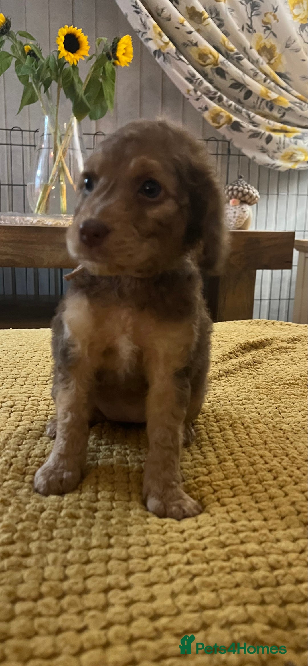 Cockapoo dogs for sale: Cockapoo puppies  - Image 10