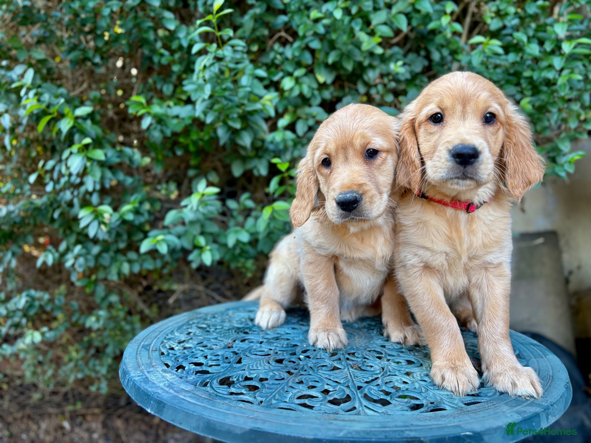 Golden Retriever dogs Fox Red, KC,  Extensively Health Tested Pups - Advert 2