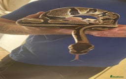 Python Snake reptiles for sale: Ball python  - Image 2