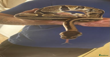Python Snake reptiles - Advert 12
