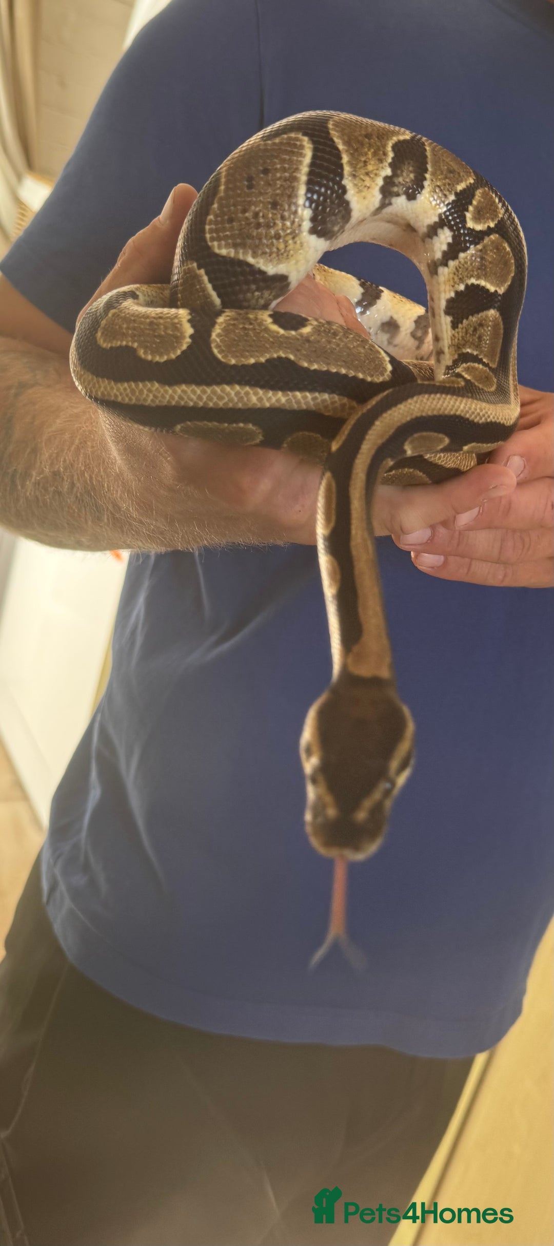 Python Snake reptiles for sale: Ball python  - Image 2
