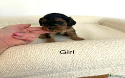 Cockapoo dogs for sale: Amazing mix of colours F1 Cockapoo pups - Image 11
