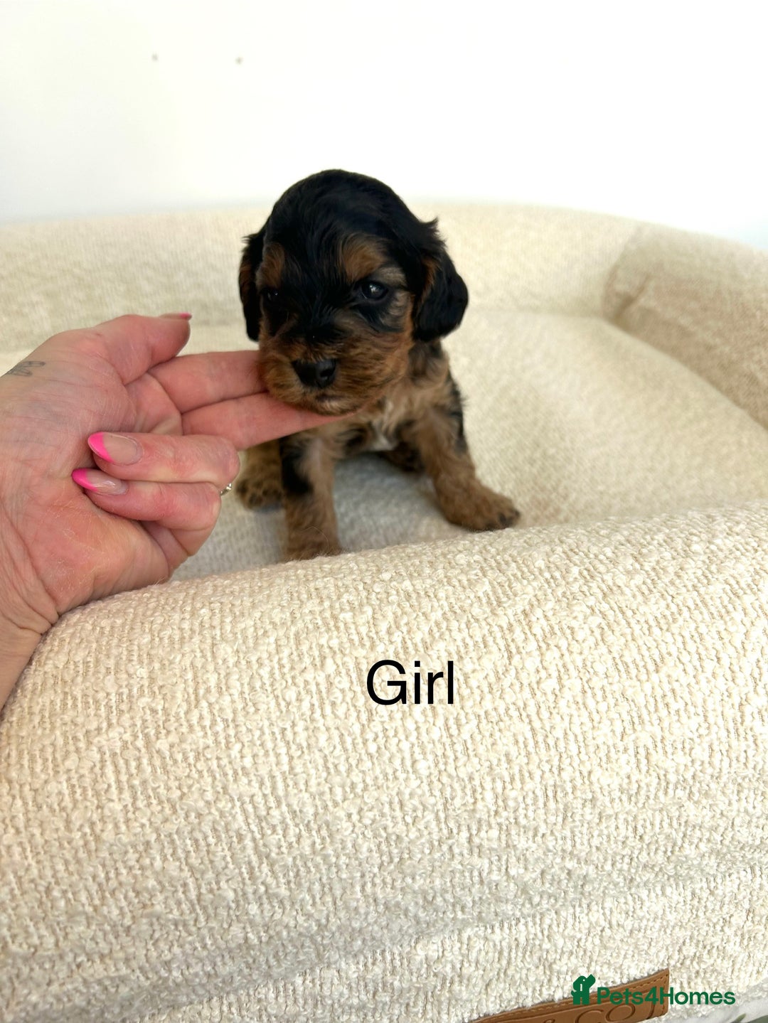 Cockapoo dogs for sale: Amazing mix of colours F1 Cockapoo pups - Image 11