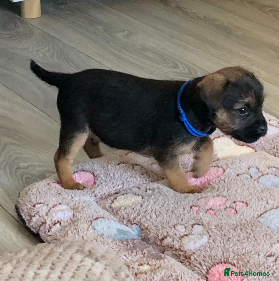 Border Terrier dogs for sale: Healthy Companions KC registered  - Advert 9