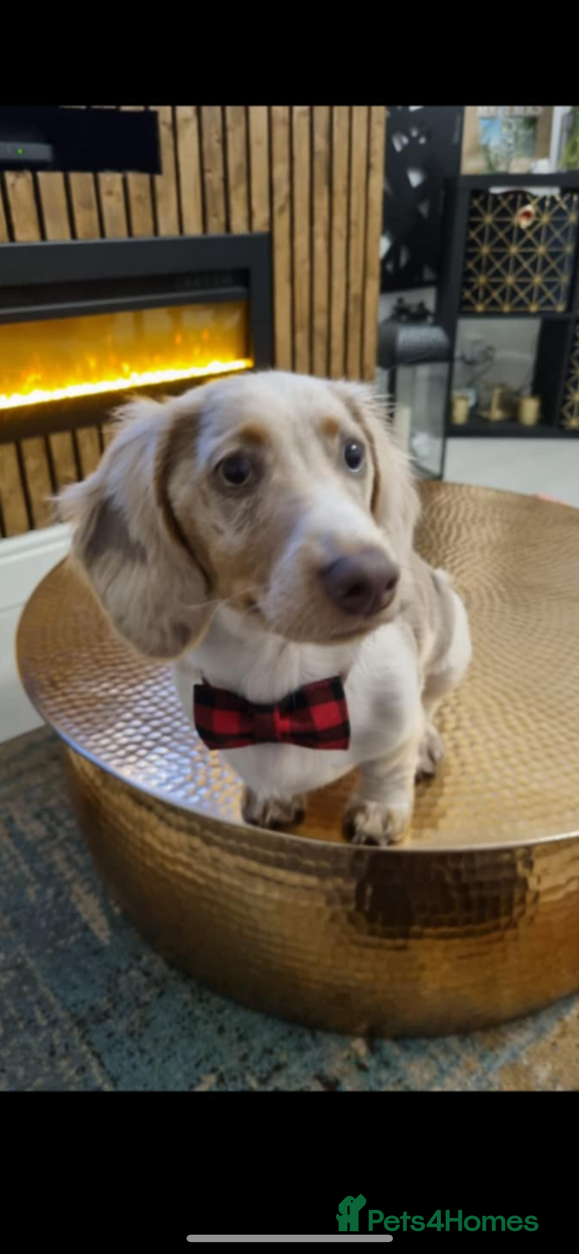 Dachshund dogs Charlie - Advert 1