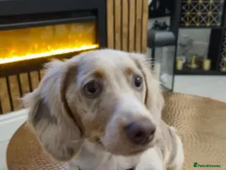 Dachshund dogs Charlie - Advert 4