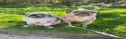 Pug dogs for sale: Kc registered pug  - Advert 7